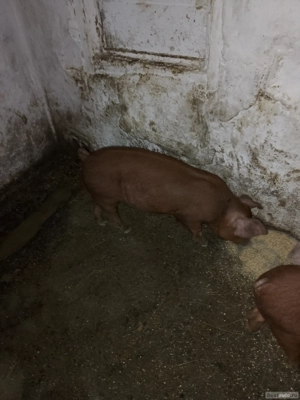 vand porci duroc - imagine 2