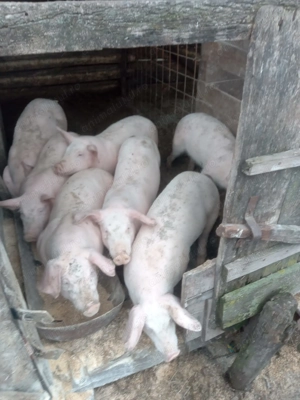Porci de vanzare  - imagine 3