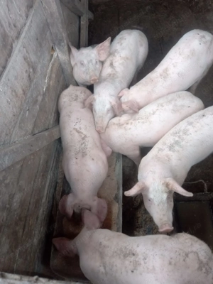 Porci de vanzare 