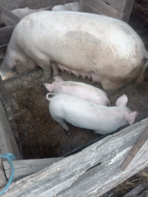 Porci de vanzare  - imagine 2