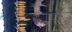 Porci 16lei kg - imagine 2