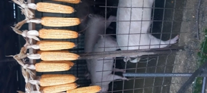 Porci 16lei kg - imagine 4