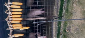 Porci 16lei kg - imagine 3