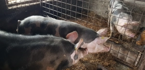 Porci pietran belgian - imagine 3