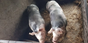 Porci pietran belgian - imagine 2