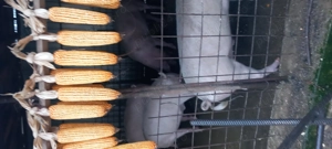 Porci 16lei kg - imagine 5