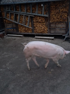 vand porc de 100 130kg - imagine 2