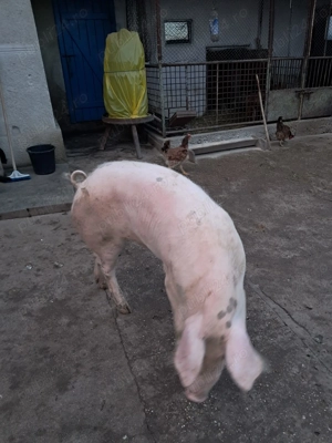 vand porc de 100 130kg - imagine 3