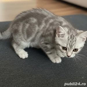 British Shorthair Silver Tabby 