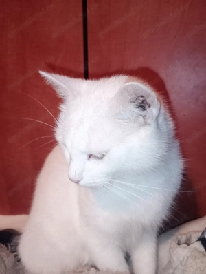 Motanul Shrek - imagine 2