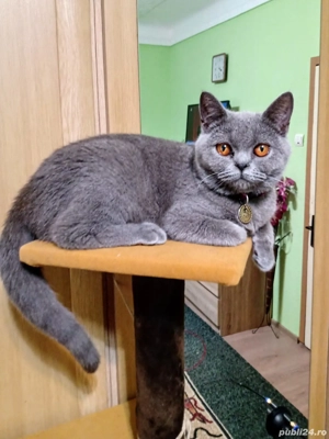 British Shorthair 
