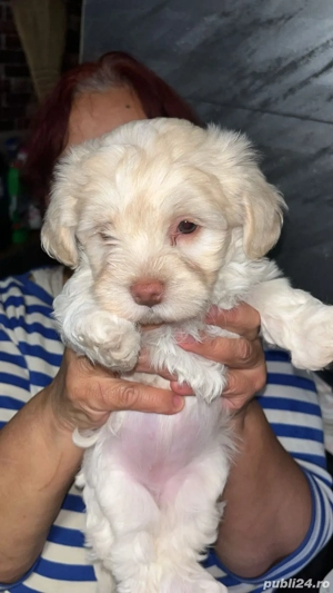 vand pui bichon maltez rasa pura 