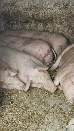 Porci grași - imagine 4