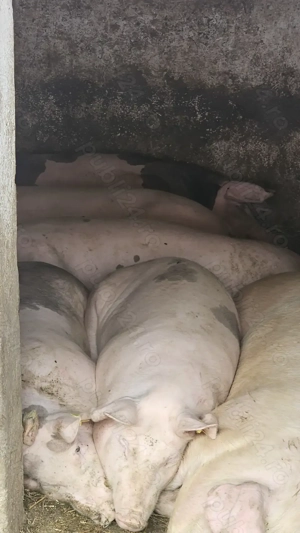 Porci grași - imagine 3