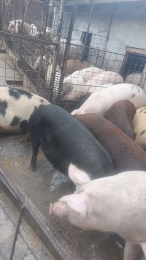 Porci de vanzare 