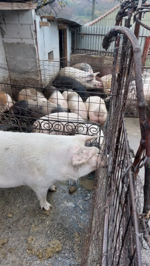 Porci de vanzare  - imagine 2