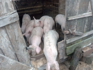 Porci de vanzare  - imagine 4