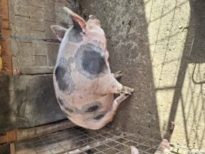 Cauta casa noua  - imagine 3