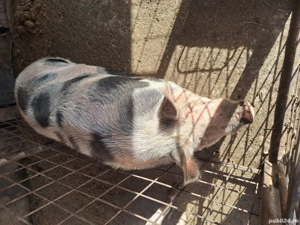 Cauta casa noua  - imagine 2