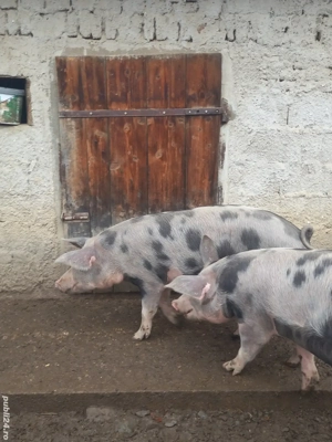Porci de vanzare - imagine 2