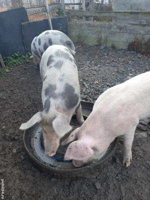 Porci de vanzare - imagine 4