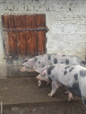 Porci de vanzare - imagine 3