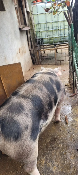 Vând porc  Pietrain 220 kg - imagine 2