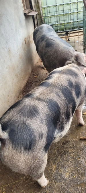 Vând porc  Pietrain 220 kg - imagine 3