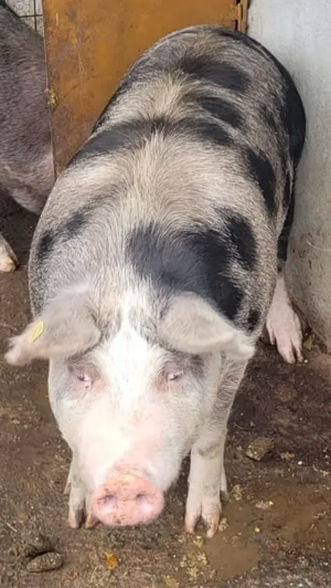 Vând porc  Pietrain 220 kg