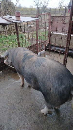 Vand porc de carne din gospodarie