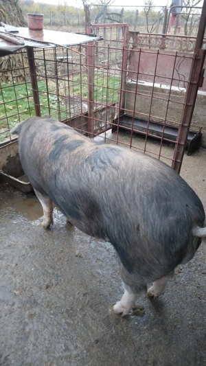 Porc de carne din gospodarie proprie 
