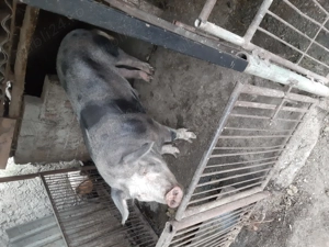 De vânzare porc de carne   300 kg