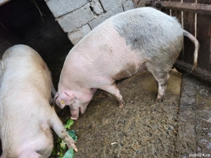 Porci de vânzare 