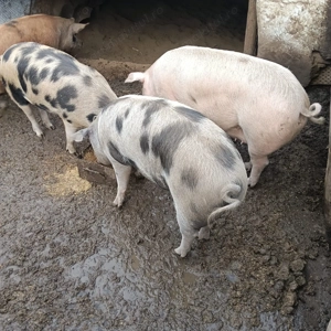 Vând porci pentru Crăciun 