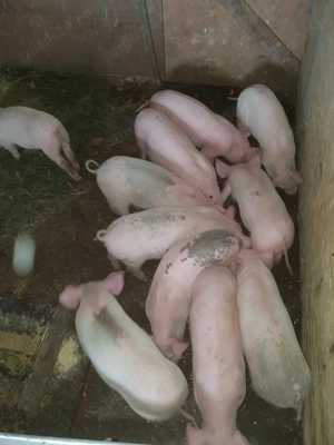 Vând purcei Marele Alb