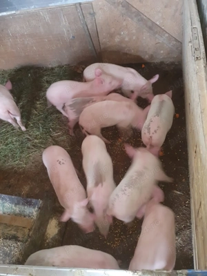 Vând purcei Marele Alb - imagine 3