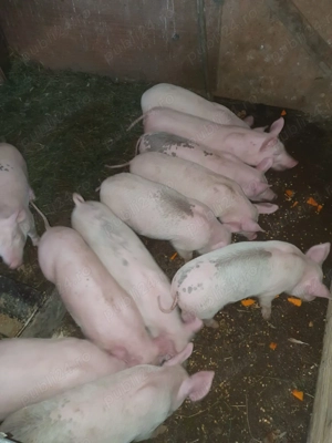 Vând purcei Marele Alb - imagine 4