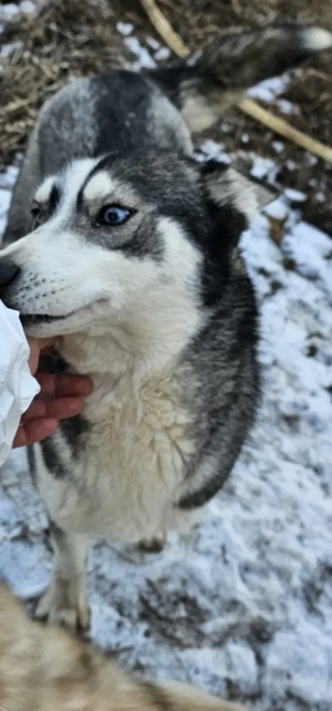 Adoptie pereche Husky - imagine 2