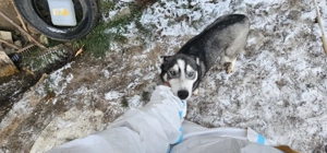 Adoptie pereche Husky - imagine 5