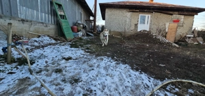 Adoptie pereche Husky - imagine 4