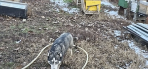 Adoptie pereche Husky - imagine 3