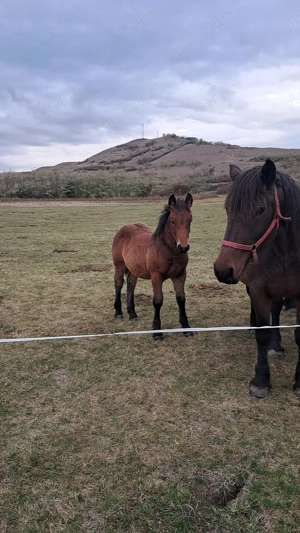 Manza si manz disponibili jud alba   sau schimb cu oi sau vitei  - imagine 2