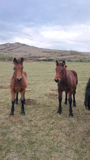 Manza si manz disponibili jud alba   sau schimb cu oi sau vitei 