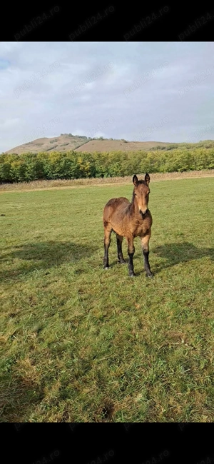 Manza si manz disponibili jud alba   sau schimb cu oi sau vitei  - imagine 3