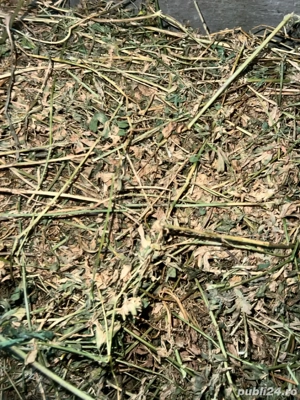 Vand baloti de lucerna   luțerna