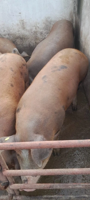 De vanzare porci Duroc