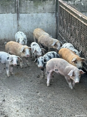 Purcei de vanzare - imagine 2