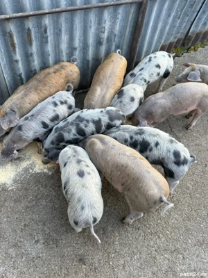 Purcei de vanzare - imagine 4