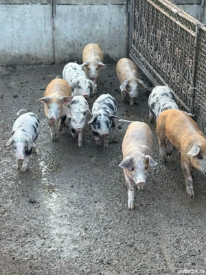 Purcei de vanzare - imagine 3