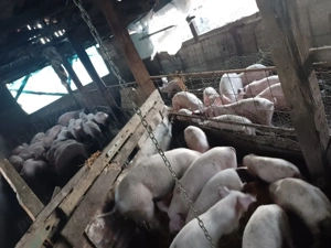 Murături naturale crescute cu cereale,asigur transport.De la 50 la 250 kg Seaca județul Olt 